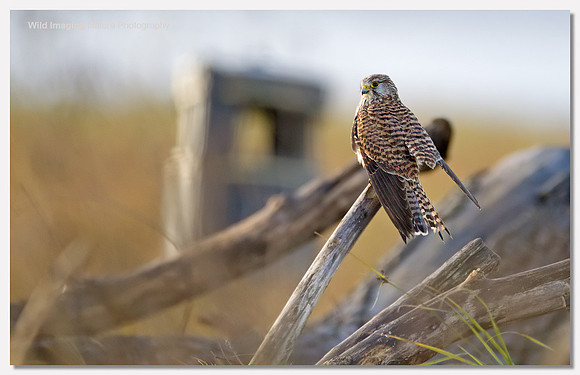 Kestrel - Falco tinnunculus