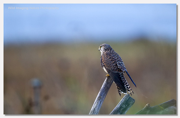 Kestrel - Falco tinnunculus