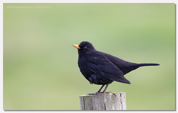 Blackbird - Turdus merula
