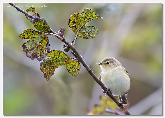 Chiffchaff - Phylloscopus collybita