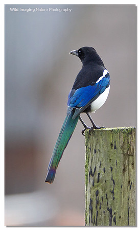 Magpie - Pica pica