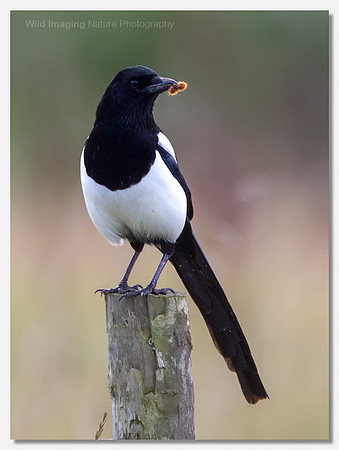 Magpie - Pica pica