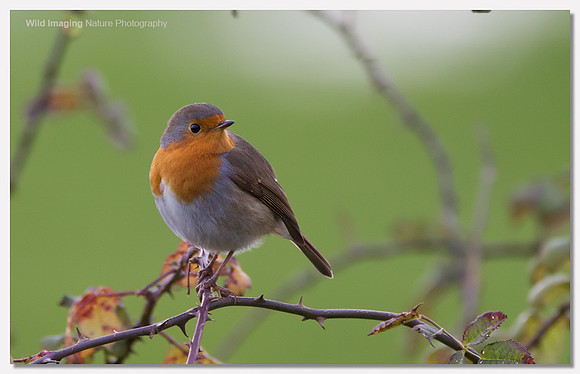 Robin - Erithacus rubecula