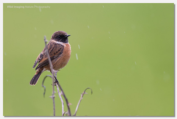 Stonechat - Saxicola torquata