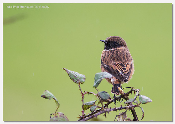Stonechat - Saxicola torquata