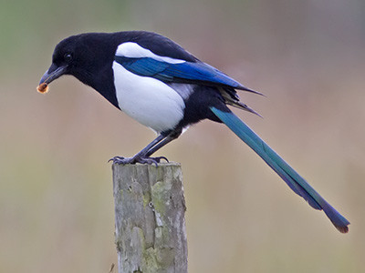 Magpie - Pica pica
