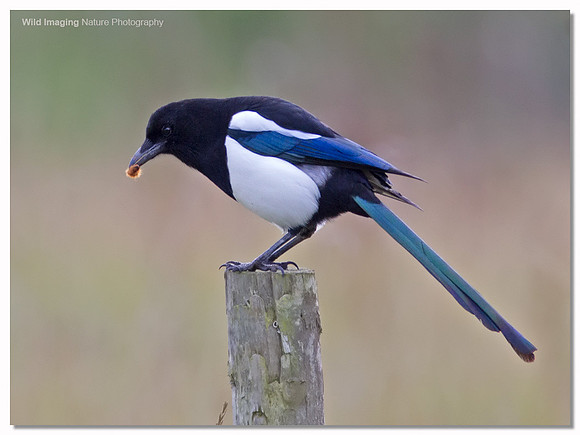 Magpie - Pica pica
