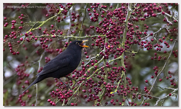 Blackbird - Turdus merula