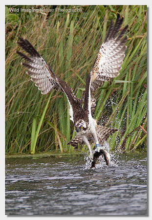 Osprey - Pandion haliaetus