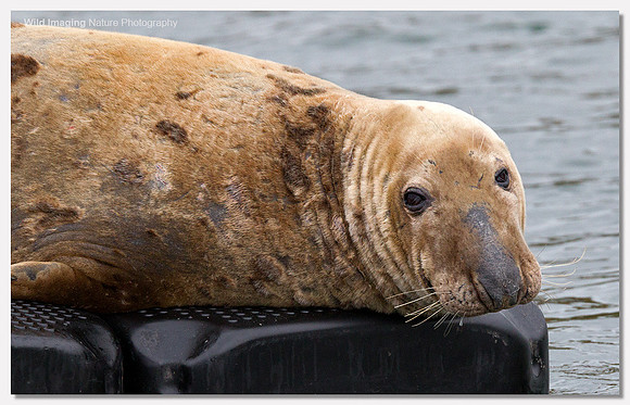 Grey seal - Halichoerus grypus