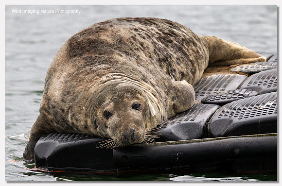 Grey seal - Halichoerus grypus