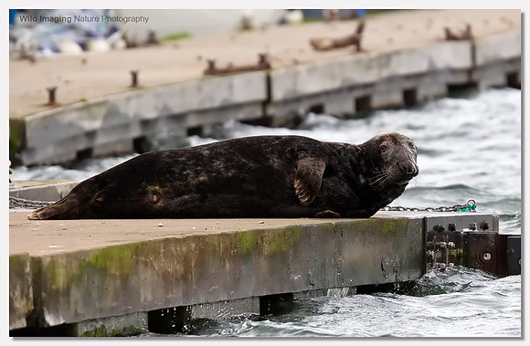 Grey seal - Halichoerus grypus