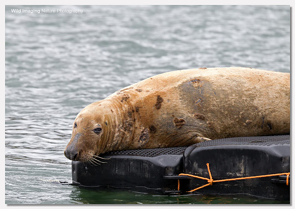 Grey seal - Halichoerus grypus