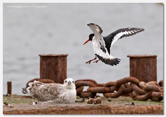 Oystercatcher - Haematopus ostralegus