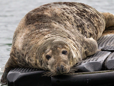 Grey seal - Halichoerus grypus