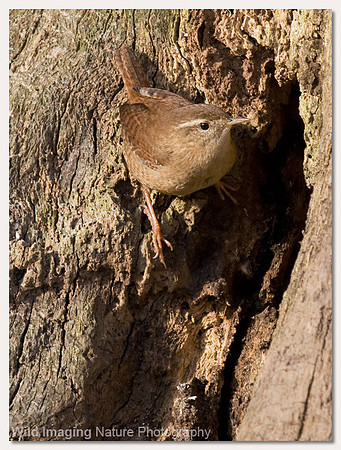 Wren - Troglodytes troglodytes