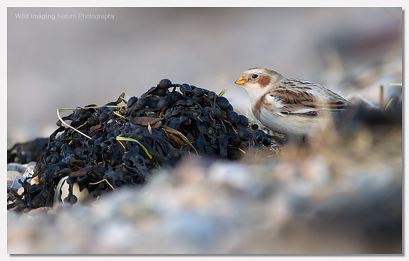 Snow bunting - Plectrophenax nivalis