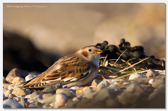 Snow bunting - Plectrophenax nivalis