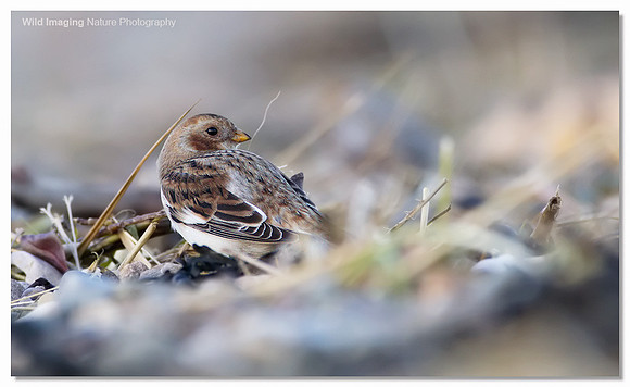 Snow bunting - Plectrophenax nivalis