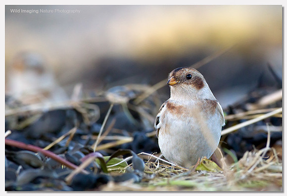 Snow bunting - Plectrophenax nivalis