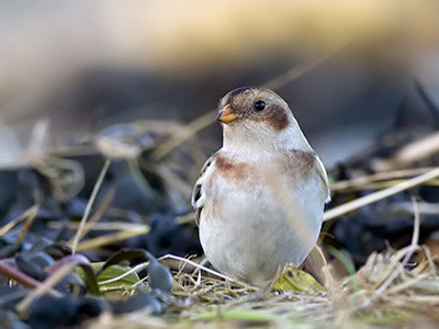 Snow bunting - Plectrophenax nivalis