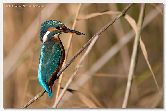 Kingfisher - Alcedo atthis