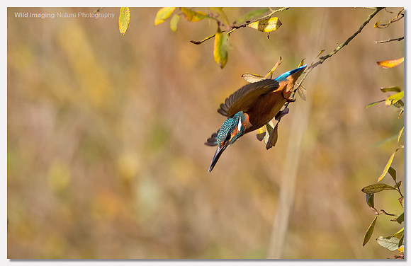 Kingfisher - Alcedo atthis