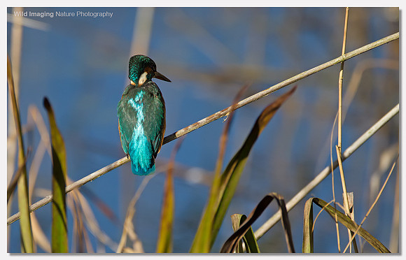 Kingfisher - Alcedo atthis
