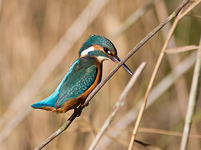 Kingfisher - Alcedo atthis