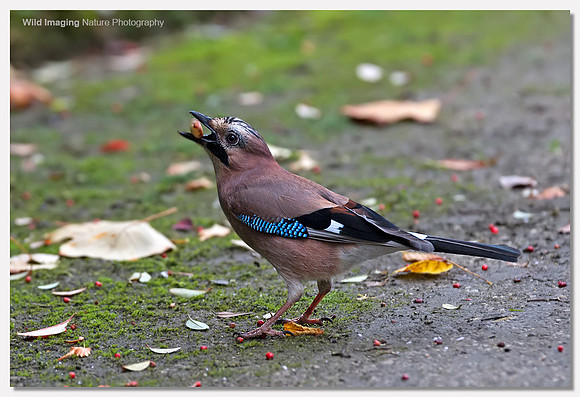 Jay - Garrulus glandarius