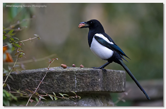 Magpie - Pica pica