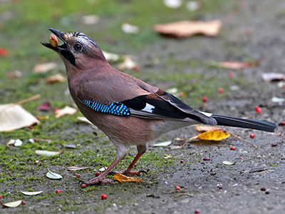 Jay - Garrulus glandarius