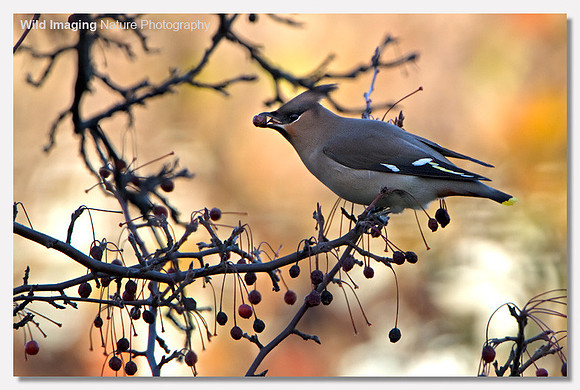 Waxwing - Bombycilla garrulus