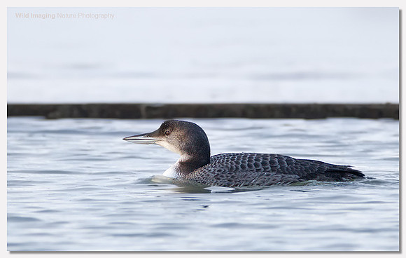 Great northern diver - Gavia immer