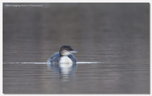 Great northern diver - Gavia immer
