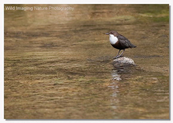 Dipper - Cinclus cinclus