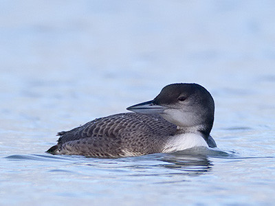 Great northern diver - Gavia immer