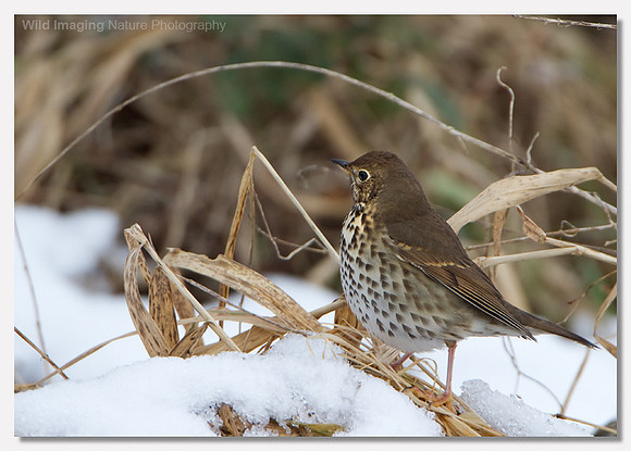 Song thrush - Turdus philomelos