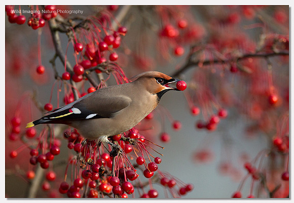 Waxwing - Bombycilla garrulus