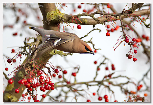 Waxwing - Bombycilla garrulus