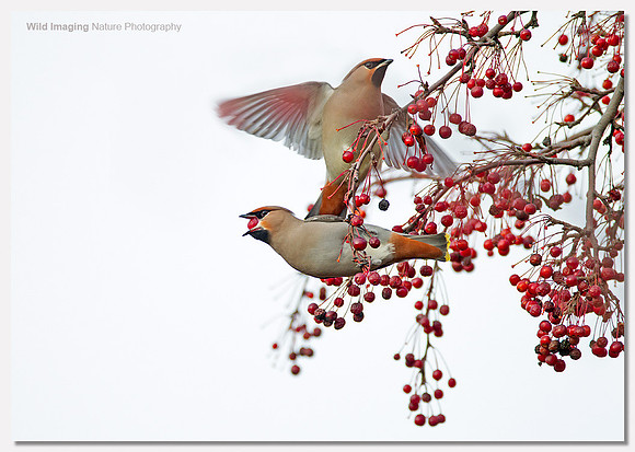 Waxwing - Bombycilla garrulus