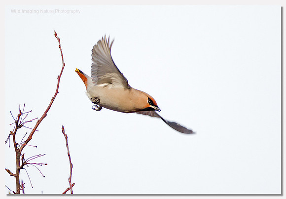 Waxwing - Bombycilla garrulus