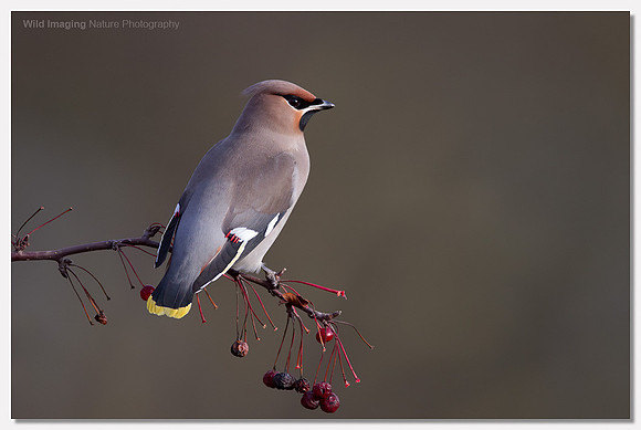 Waxwing - Bombycilla garrulus