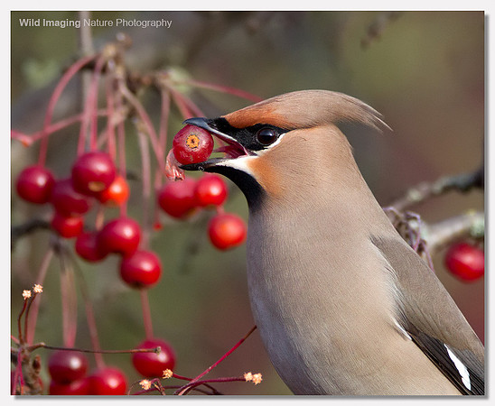 Waxwing - Bombycilla garrulus