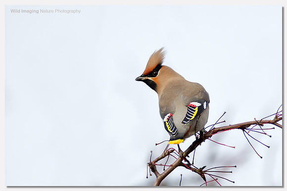 Waxwing - Bombycilla garrulus