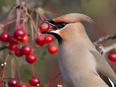 Waxwing - Bombycilla garrulus