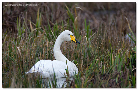 Whooper swan - Cygnus cygnus