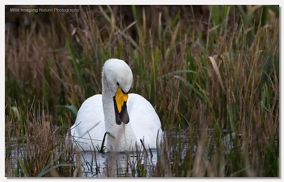 Whooper swan - Cygnus cygnus