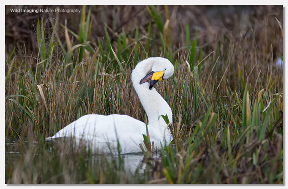Whooper swan - Cygnus cygnus
