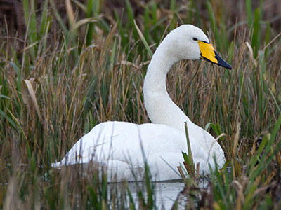 Whooper swan - Cygnus cygnus